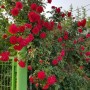 로즈데이~ 장미꽃 아름다운 오월의 꽃담농원입니다