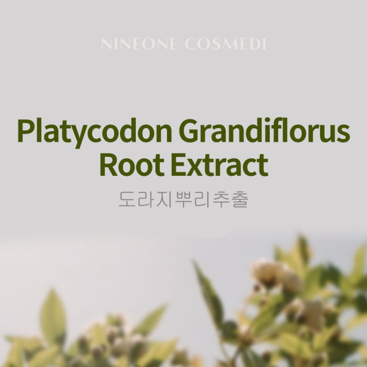 [화장품성분사전] 도라지뿌리추출물 (Platycodon Grandiflorus Root Extract) : 네이버 블로그