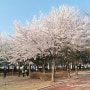 [경산/산책] 말매못공원 벚꽃구경(숨겨진 제비꽃밭) : 2021년 봄