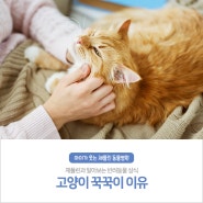 고양이 꾹꾹이 이유 : 알려드려요!