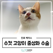 화성 향남 고양이동물병원 : 수컷 고양이 중성화 수술