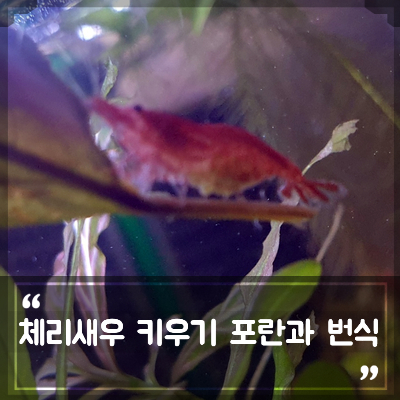 체리새우 키우기 포란과 번식, 폭번을 위한 수온 및 환경은? 빨간새우 치비들 근황 : 네이버 블로그
