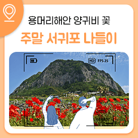 양귀비, 수레국화꽃 서귀포 용머리해안 (제주 산방산 랜드)