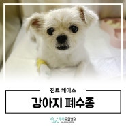 화성 봉담 동물병원 '강아지 폐수종 응급 진료'