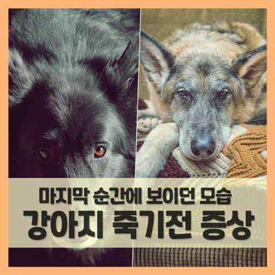 강아지 죽기 전 증상 및 행동 (f. 반려견 죽음 준비하기) : 네이버 블로그