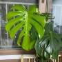 몬스테라 키우기/몬스테라 성장기/집에서 키우기 쉬운 식물