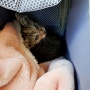 아파트상가에서 구조된 아기여아 고양이 입양신청 올립니다🐱