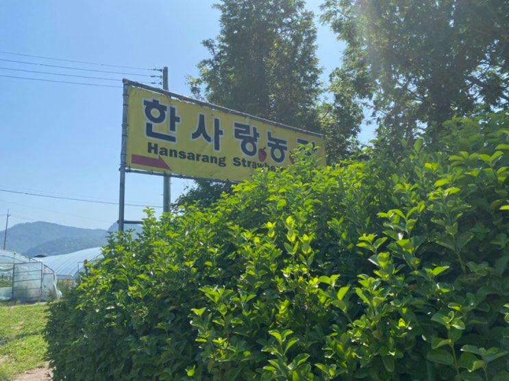 남양주 근교에 아기랑 가기 좋은 딸기 농장:) 한사랑 딸기 체험...