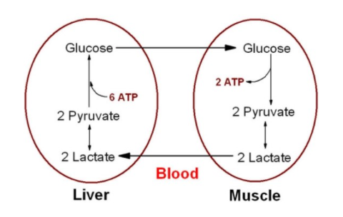 혈청유산 (Lactate, 젖산)이란? : 네이버 블로그