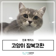 고양이 잠복고환 수술 : 화성 비봉 동물병원