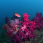제주스킨스쿠버 포인트 문섬새끼섬 그 아름다운 수중 풍경들