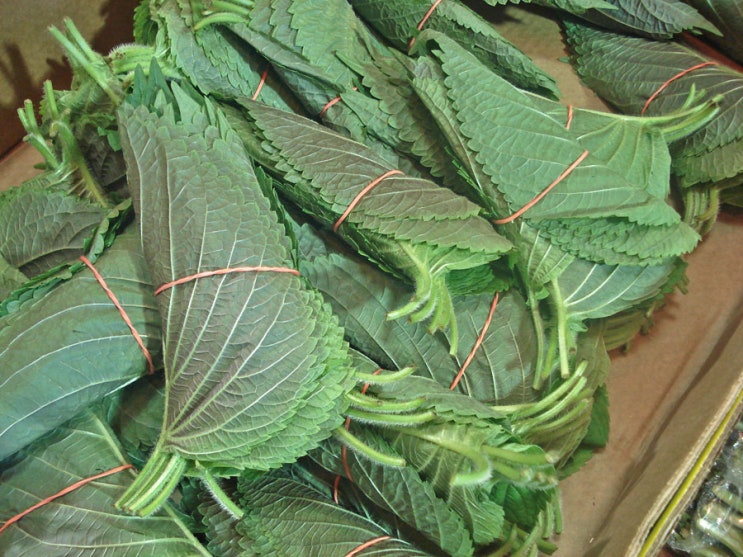 깻잎 부작용 보다 효능이 더 많아요. : 네이버 블로그