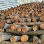 원목표고버섯재배법- 표고목 베개목 세우기