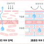 세라마이드뜻 과 피부장벽 튼튼해지는 방법 알아보기