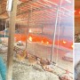[김해/김해뉴스] “닭 1000마리 물려 죽었는데… 들개라서 보상 안된다네요”