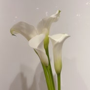 [ 2021. 05. 25 ] 스노우폭스플라워 오늘의 꽃
