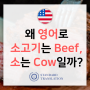 소는 Cow이고 소고기는 Beef인 이유는? - 표준번역