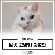 화성 동탄 동물병원 '고양이 암컷 중성화 수술 '