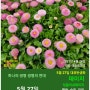 5월 27일. 한국의 탄생화 / 데이지와 개화기의 국화과 외래식물들