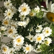 5월의 꽃