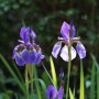 붓꽃, Iris sanguinea Donn ex Horn