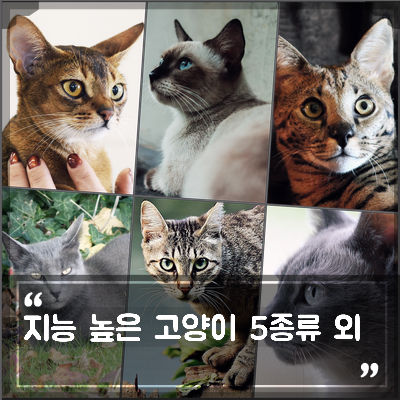 영리한 고양이 종류 5 품종과 높은 지능의 장단점은? : 네이버 블로그