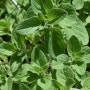 강력한 천연 항생제, '오레가노(Oregano)'