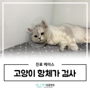 고양이 항체가 검사 / 고양이 중성화 수술 : 화성 매송 동물병원