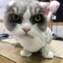 일산고양이무마취미용 고양이미용전문 "달개"