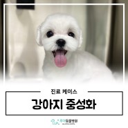 평택 동물병원 '수컷 강아지 중성화' 수술