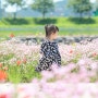D+914 광양 서천 양귀비꽃밭