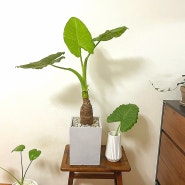 0528 식물일기 :) 알로카시아 잎시듬 물꽂이