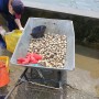 태안조개잡이 6월갯벌체험(5월)