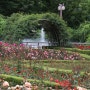 인천대공원 장미원의 아름다운 장미