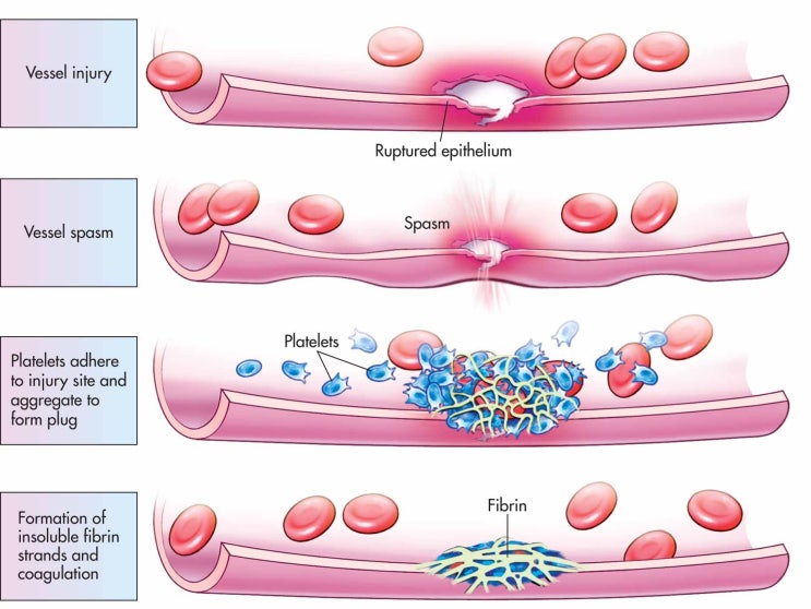  platelet pdw wbc 