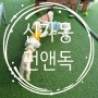 광주 애견카페 1탄 펀앤독 Fun&dog⭐광주 신가동 애견카페⭐넓은 인조잔디 운동장과 강아지 사회성 기르기 좋은