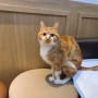 고양이 호랑이의 입원 치료 및 모금 후원 내역(2021년 3월 22일~2021년 5월 29일)