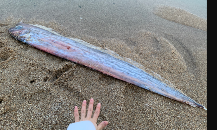 Lophotus sp. 크레스트 피쉬( Crestfish / Crested oarfish) 네이버 지식인 / Family ...