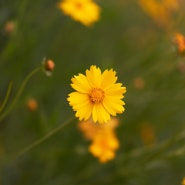 소니 칼자이즈 55mm F1.8 사용후기