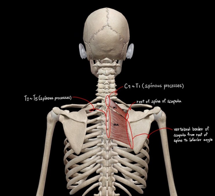 마름근/능형근/Rhomboids : 네이버 블로그