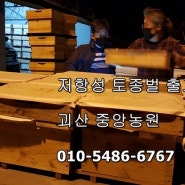 ■저항성 토종벌 분양 ◆ 저항성 토종벌 출고작업. -괴산 중앙농원