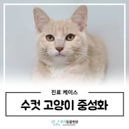 수컷고양이중성화시기 : 화성동물병원 고양이수술 케이스