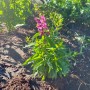 안젤로니아 (Angelonia angustifolia ), Summer snapdragon ,Maximillian - Beautiful Scars #오늘일기