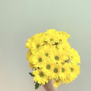 [ 2021. 06. 03 ] 스노우폭스플라워 오늘의 꽃