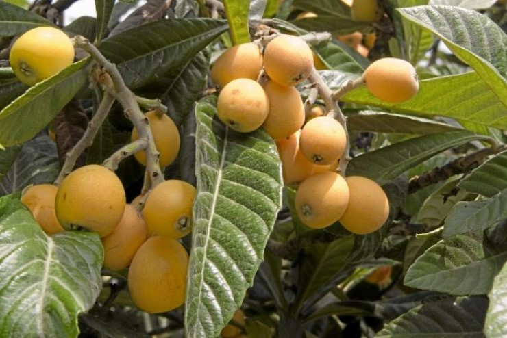 비파나무 잎과 열매의 효능 및 영양성분 : 네이버 블로그