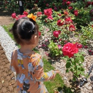 6월 3일 감사일기 : 아이와 함께 소풍, 김밥 싸들고 공원나들이