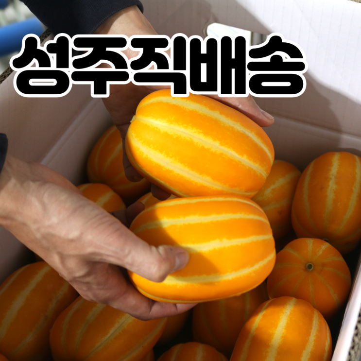 가성비 좋은 내고향농수산 참외 성주참외 직거래 백화점 꿀참외 특등품 3kg 5kg 10kg, 성주 참외 3kg 좋아요 : 네이버 블로그