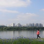 남양주 한강공원(삼패공원)= 수레국화(진청색)& 개양귀비(빨간색) & 금계국(노란색) 꽃과 6월의 한강 풍경.
