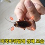 거대 바퀴벌레..날아다니는 미국바퀴벌레 퇴치 해결