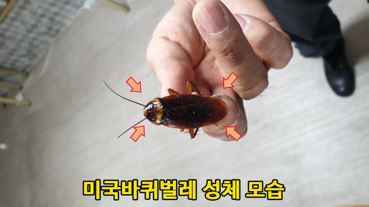 거대 바퀴벌레..날아다니는 미국바퀴벌레 퇴치 해결 : 네이버 블로그